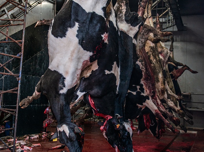Slaughtered cows