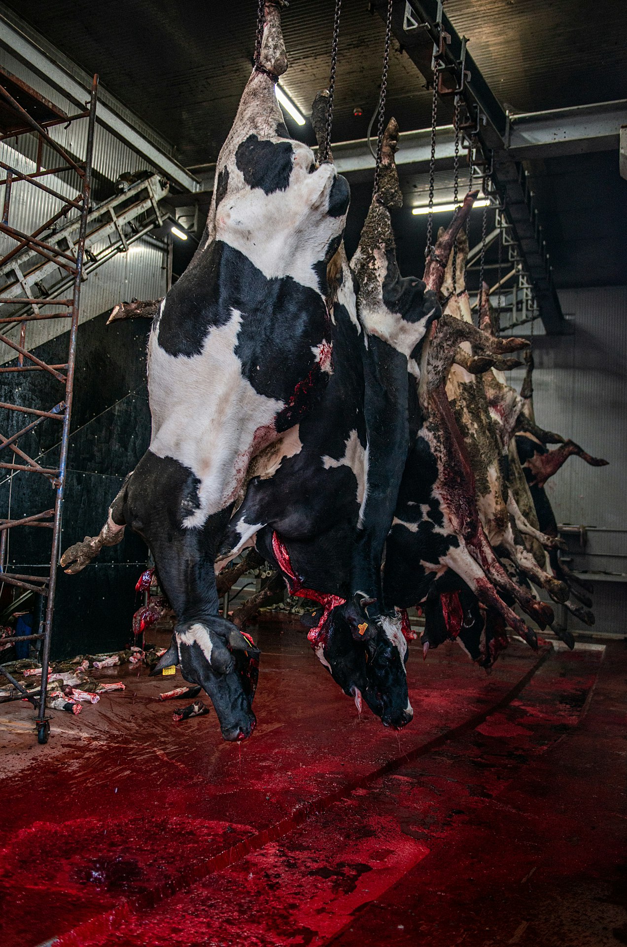 Slaughtered cows