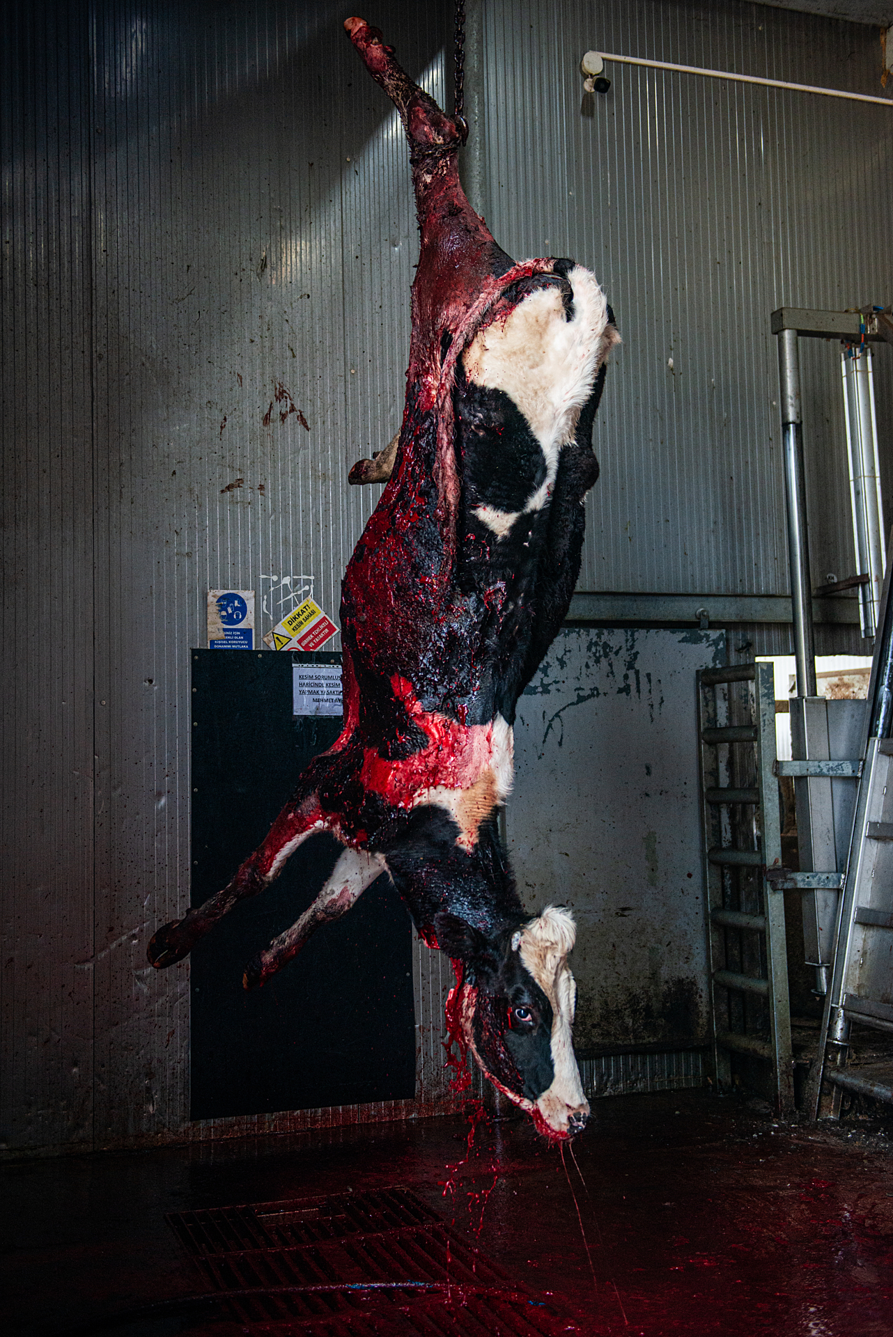 Slaughtered cow