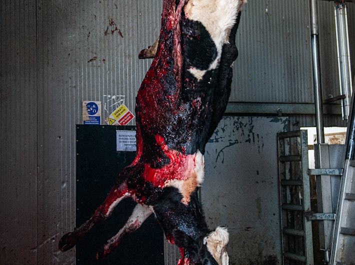 Slaughtered cow