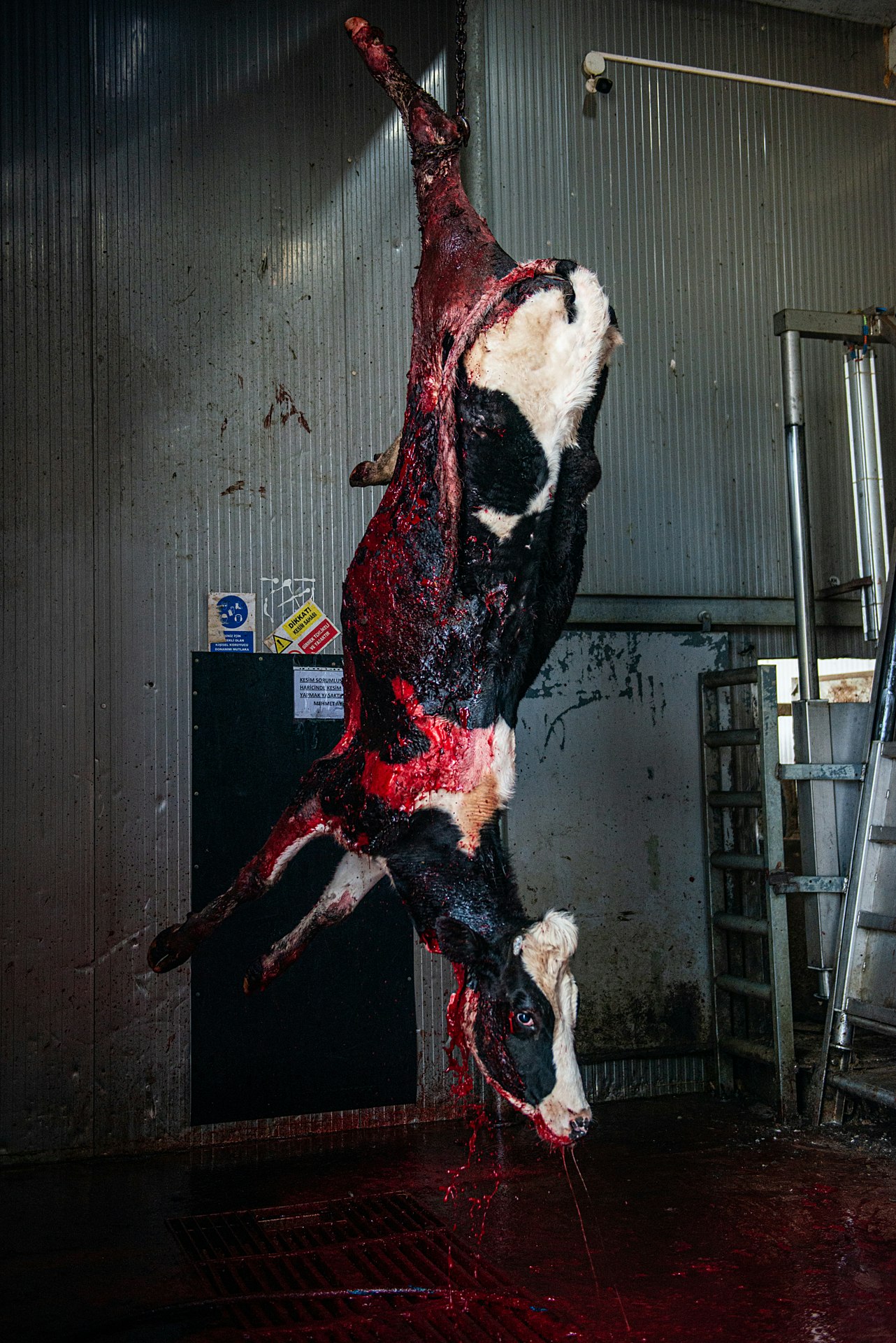 Slaughtered cow