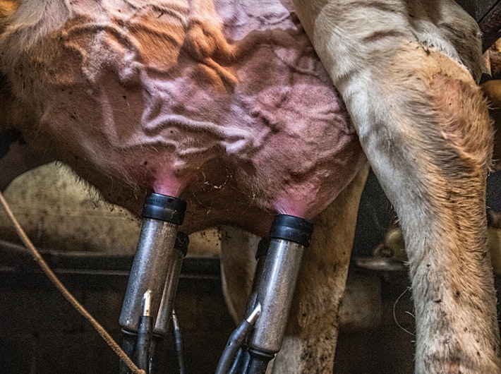 Cow udders