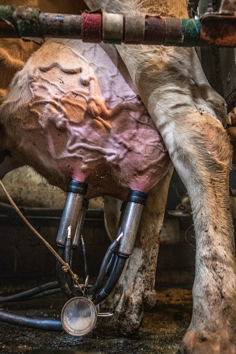 Cow udders