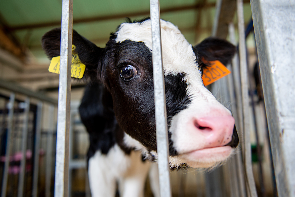 Cow in a cage