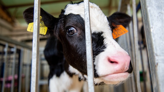 Cow in a cage