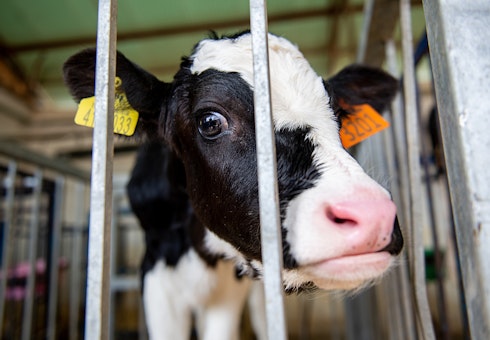 Cow in a cage