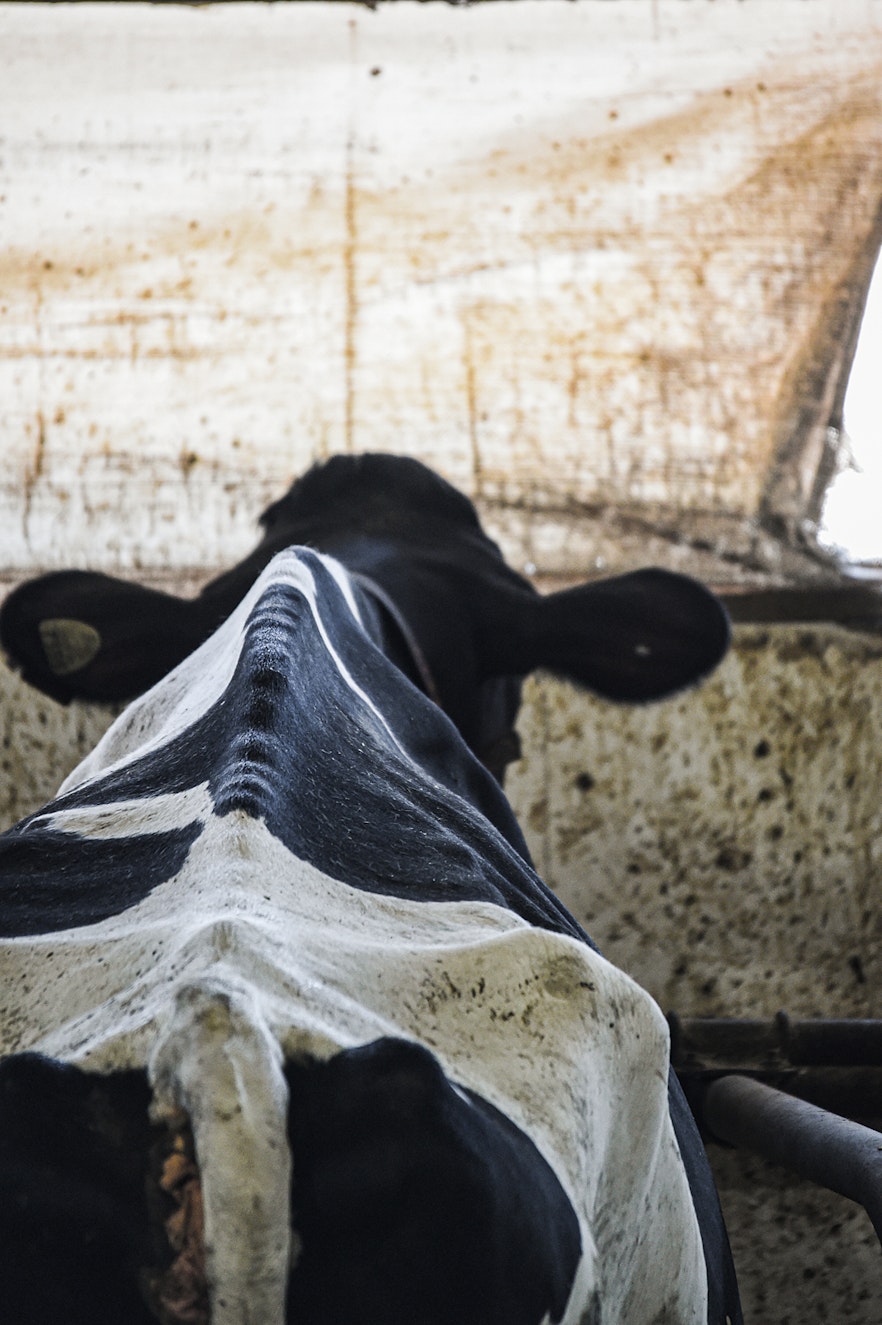 Skinny cow