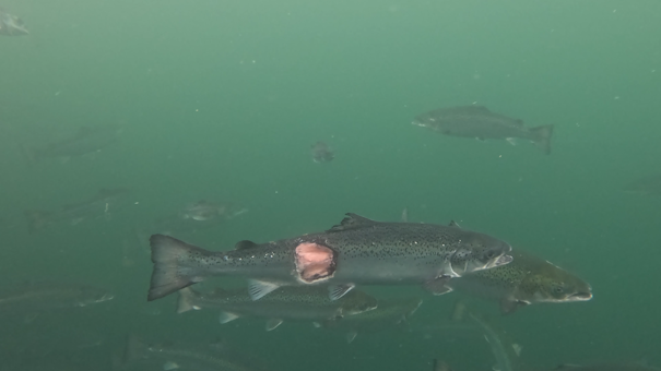 injured salmon