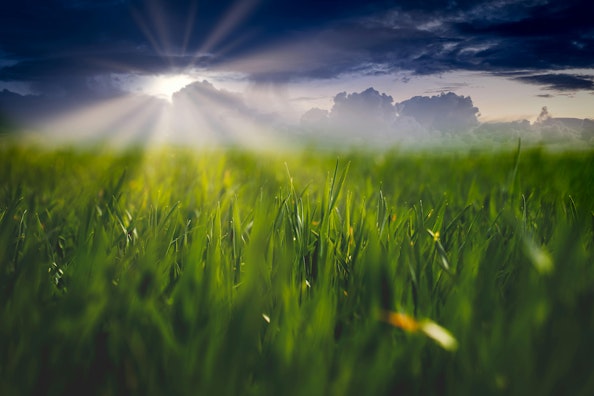 Rays of sun on grass