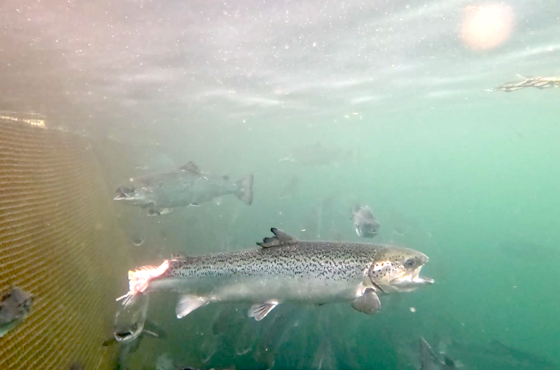 injured salmon in net