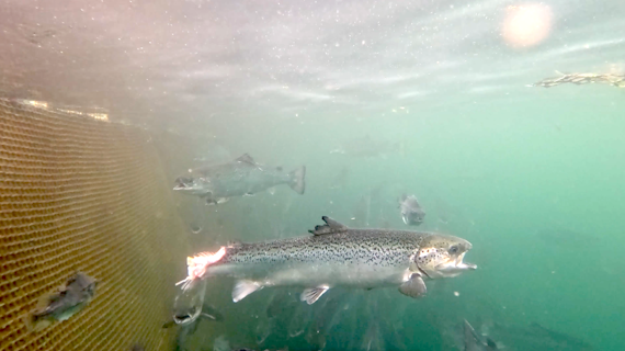 injured salmon in net