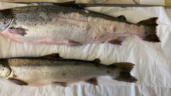 Fish with lesions