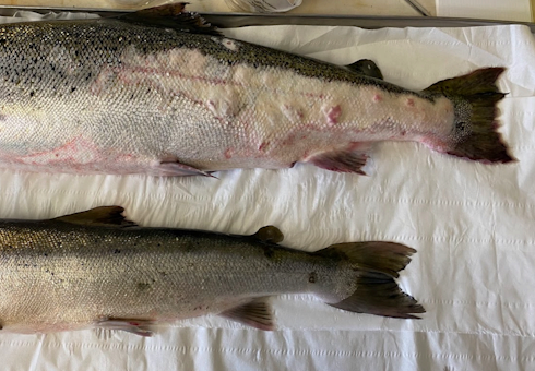 Fish with lesions
