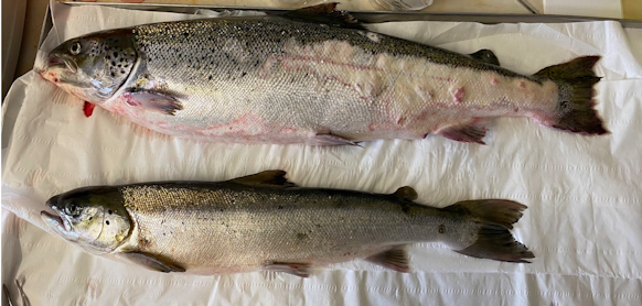 Fish with lesions