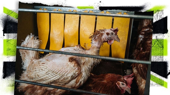 Chickens in a cage