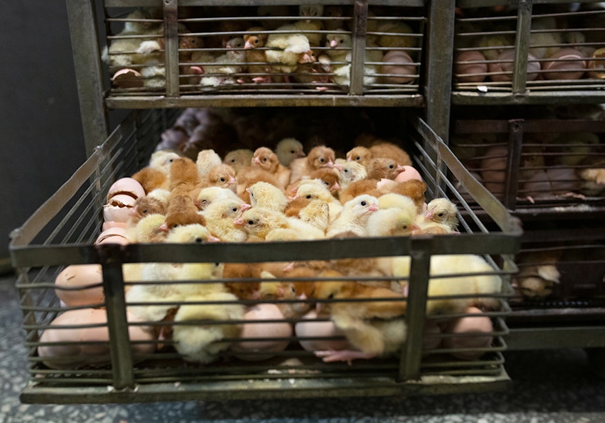 Chicks in metal cage