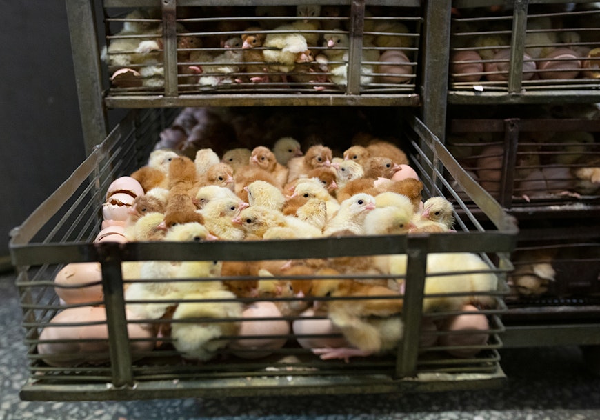 Chicks in metal cage