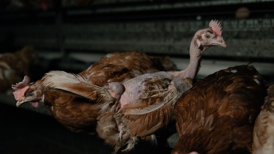 Chicken with missing feathers