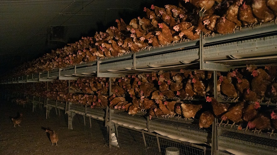Battery hens