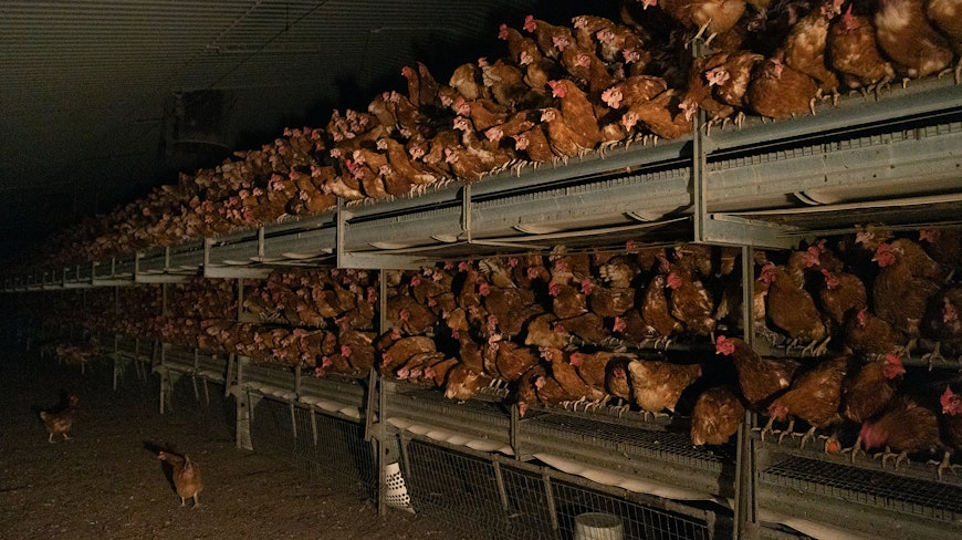 Battery hens