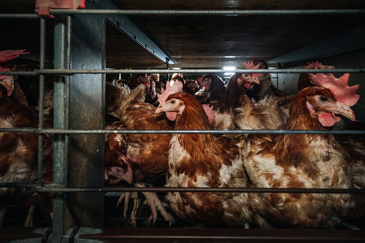 Caged chickens