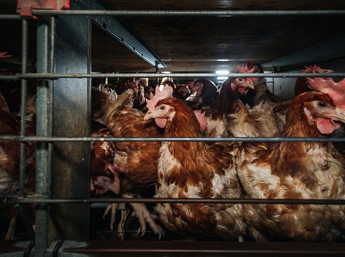 Caged chickens