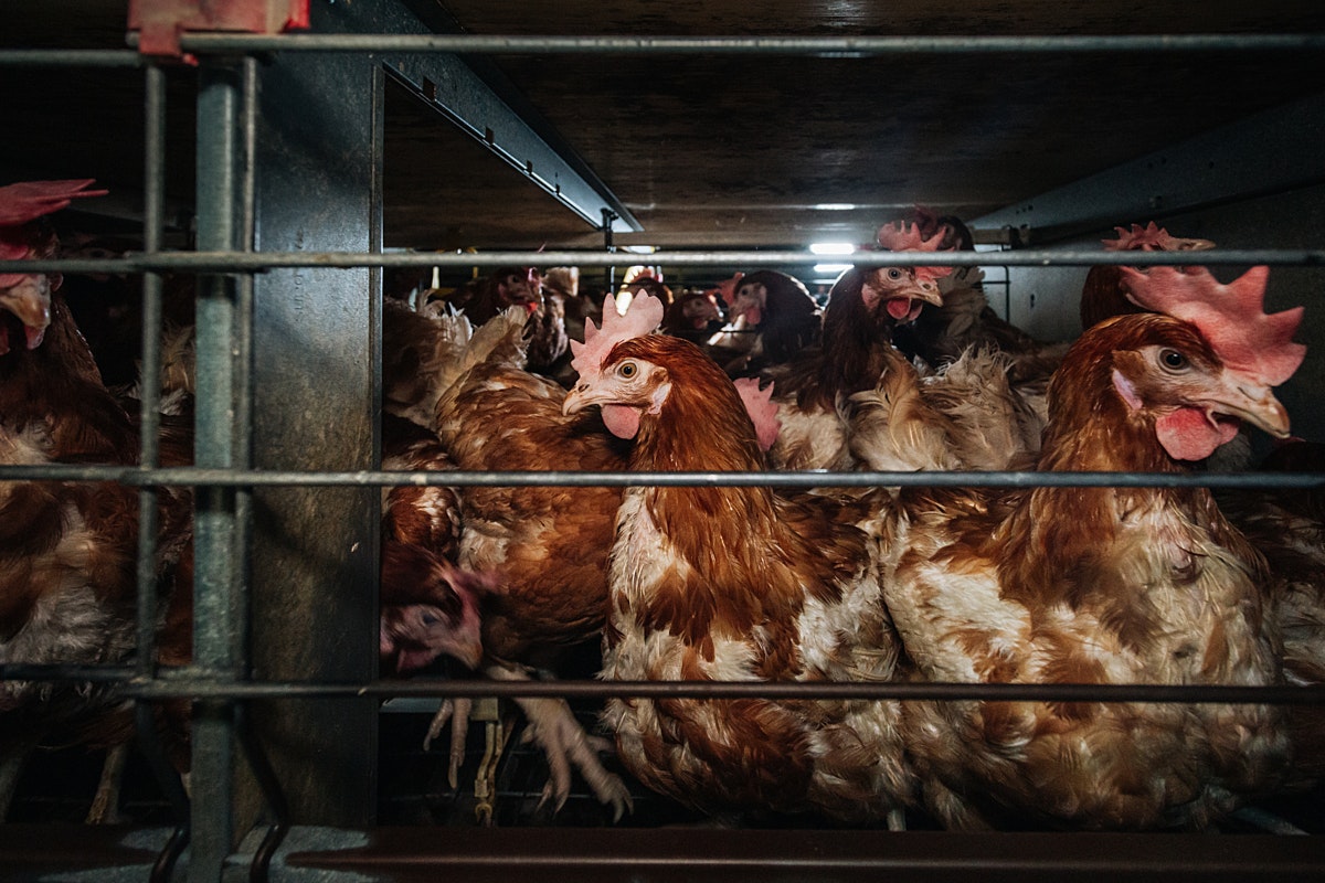 Caged chickens