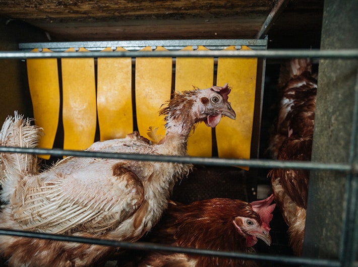 Unwell chicken