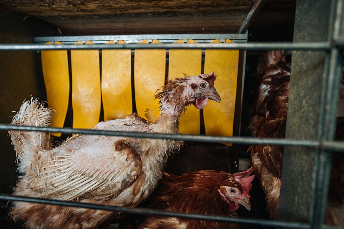 Unwell chicken