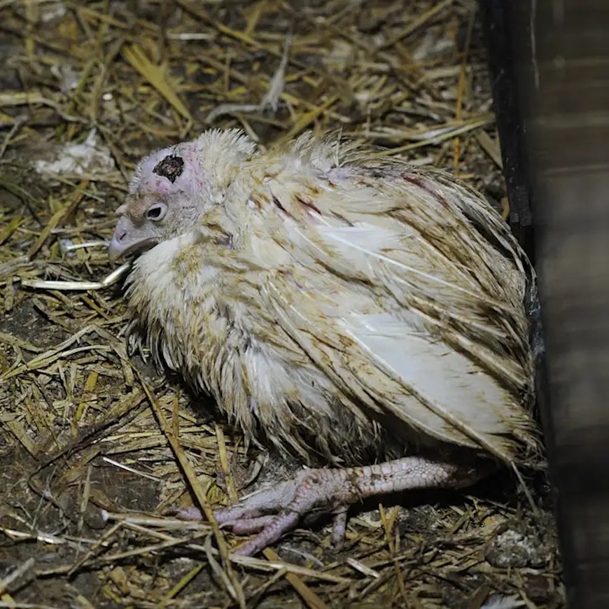 Credit: Jo-Anne McArthur / Djurrattsalliansen / We Animals