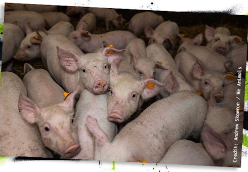 Little piggies