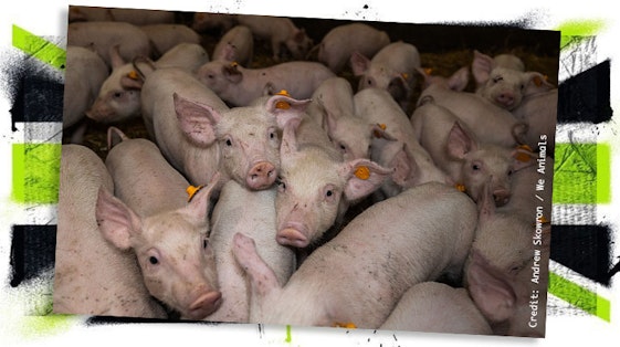 Little piggies