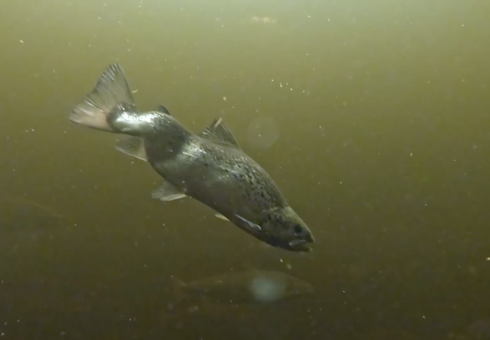 deformed salmon