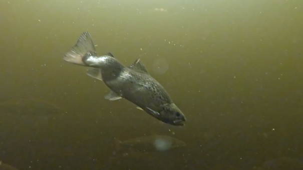 deformed salmon