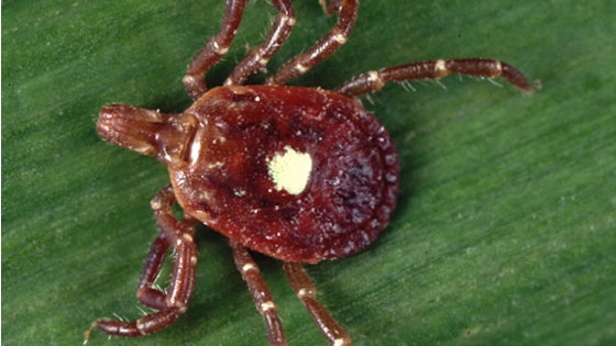 Lone Star Tick image