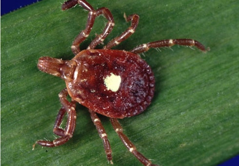Lone Star Tick image