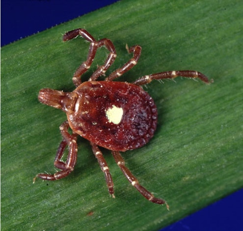 Lone Star Tick image
