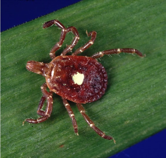 Lone Star Tick image