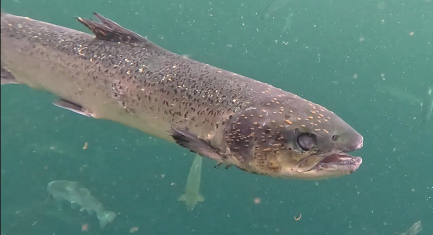 lice infested salmon