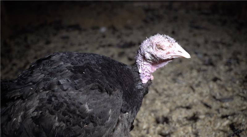 turkey