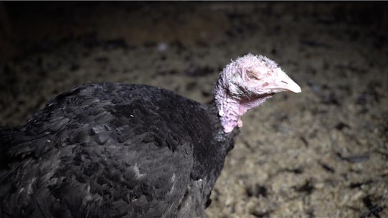 turkey