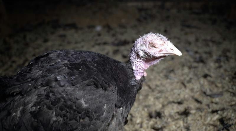 Heavy Turkeys The Real Cost of a Harrods Turkey | Dale Vince