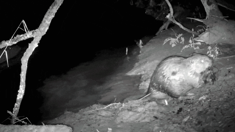 Beaver with sticks