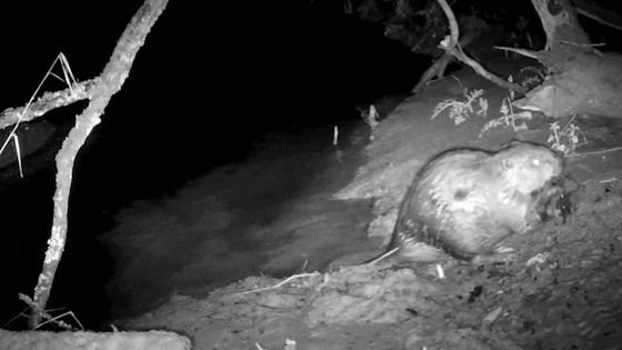 Beaver with sticks