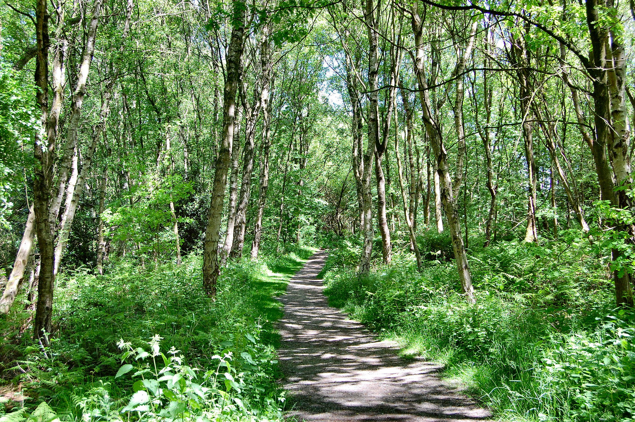 Path through Birchwood, Warrington Cheshire, UK. by Ron Saunders on Flickr