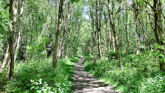 Path through Birchwood, Warrington Cheshire, UK. by Ron Saunders on Flickr