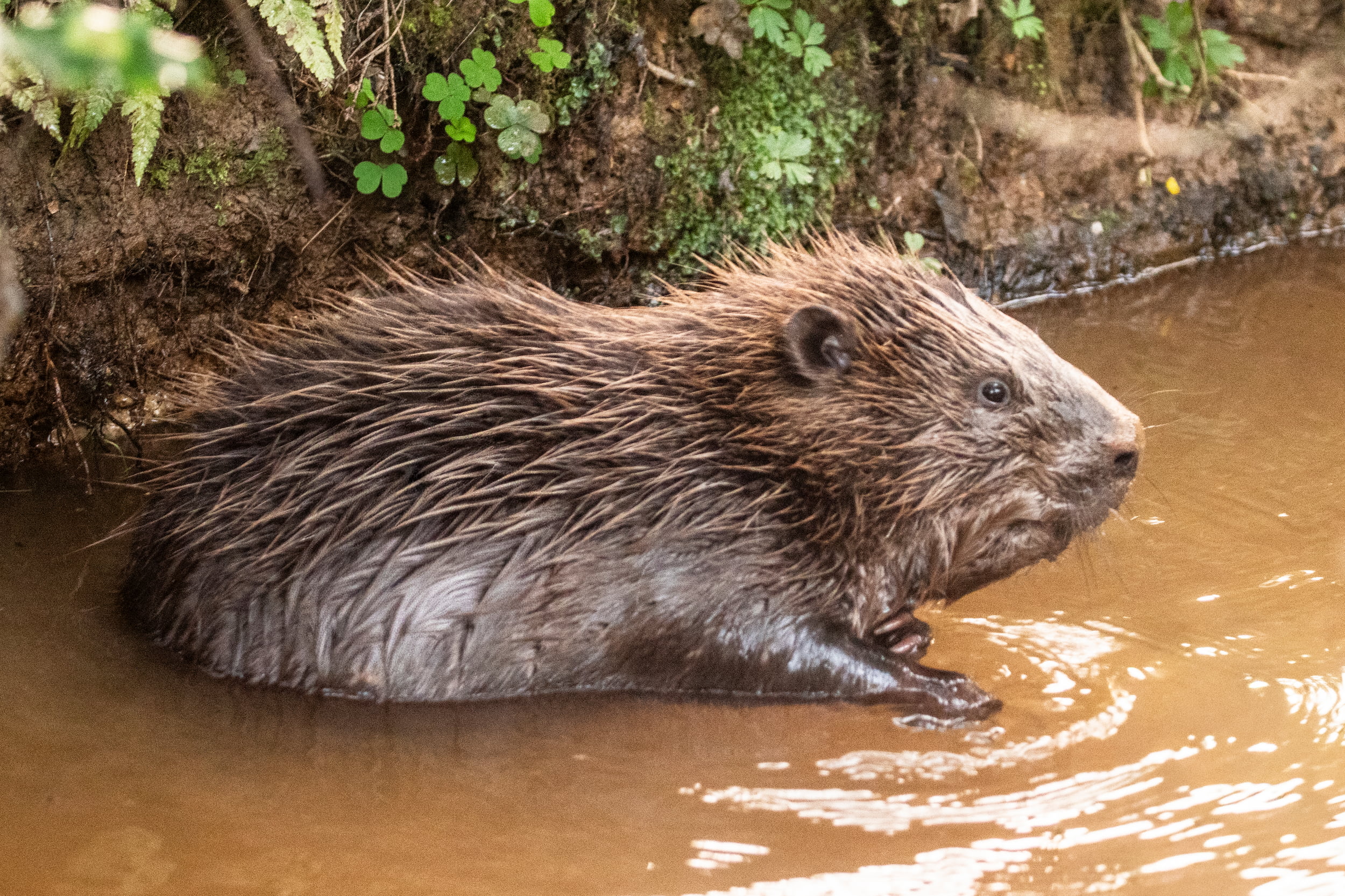 Beaver!