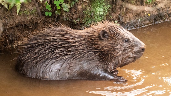 Beaver!
