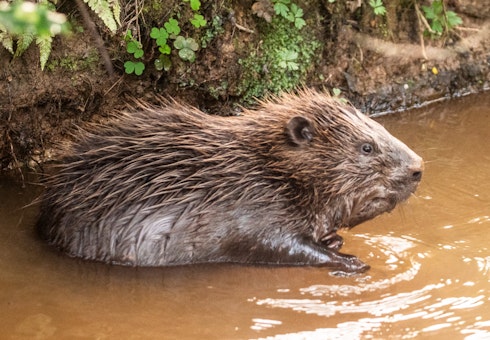 Beaver!