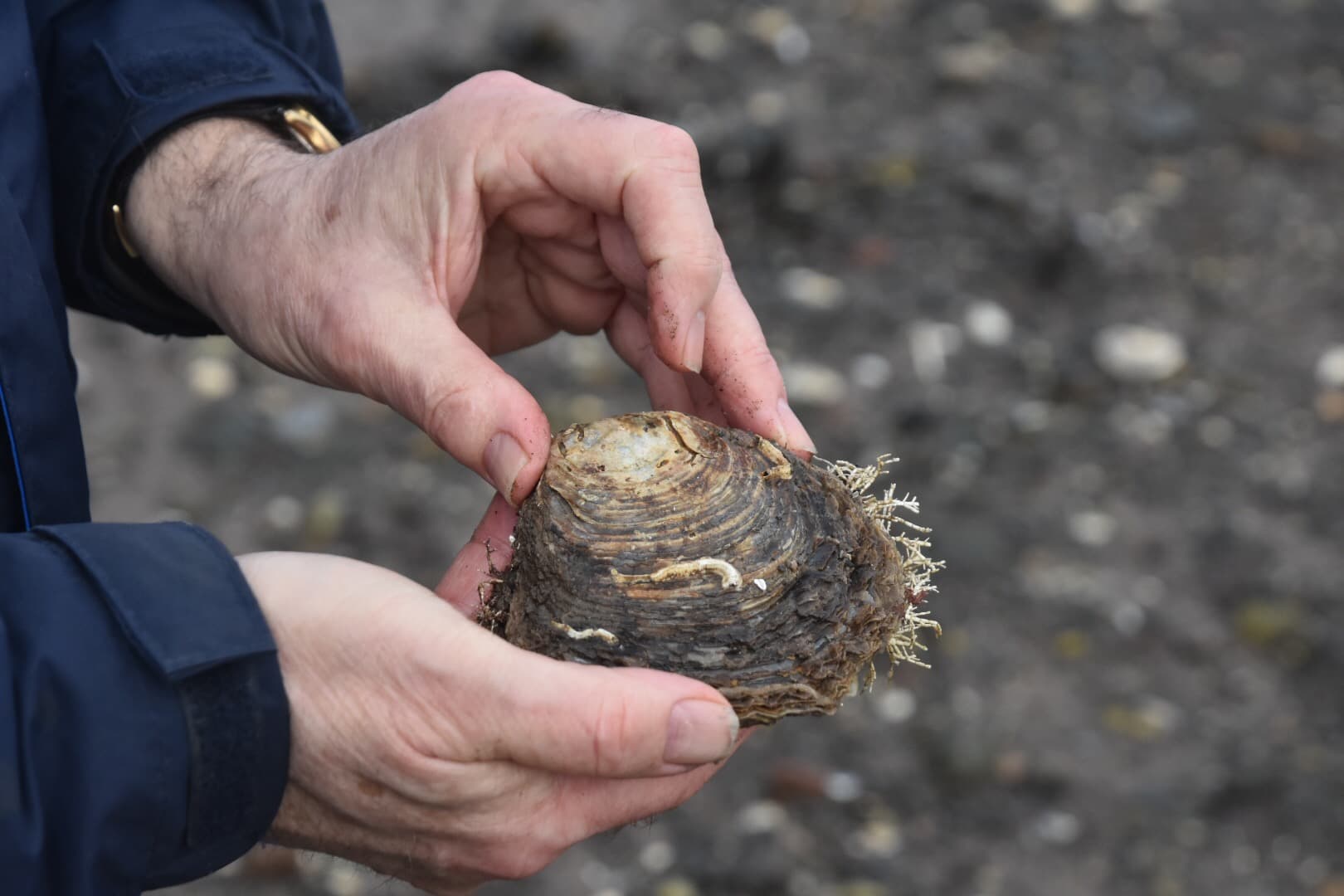 one of our oysters